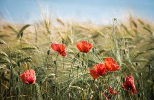 zero-pesticides-740x480